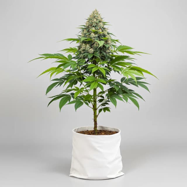 Embalaje de semillas de cannabis The OX — Royal King Seeds España