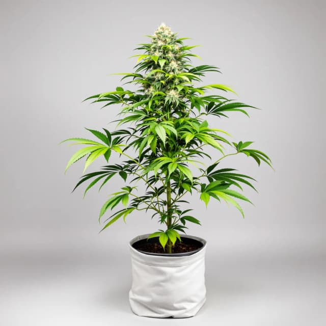 Embalaje de semillas de cannabis The Sister — Royal King Seeds España