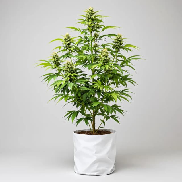 Embalaje de semillas de cannabis Thin Mint GSC — Royal King Seeds España