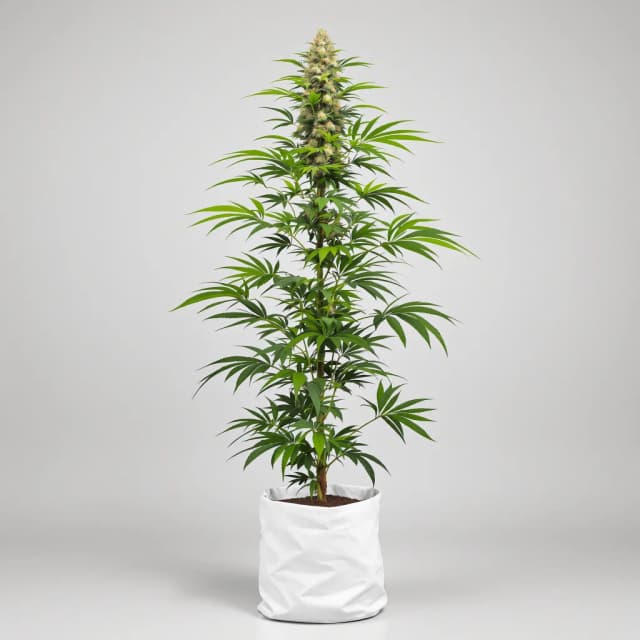 Embalaje de semillas de cannabis Timewreck — Royal King Seeds España