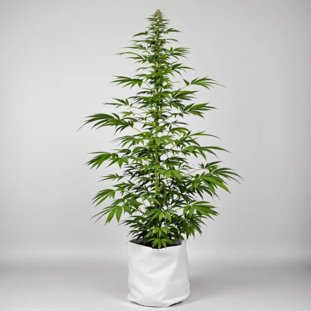 Embalaje de semillas de cannabis Trinity — Royal King Seeds España