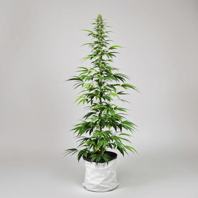 Embalaje de semillas de cannabis Tropic Thunder — Royal King Seeds España