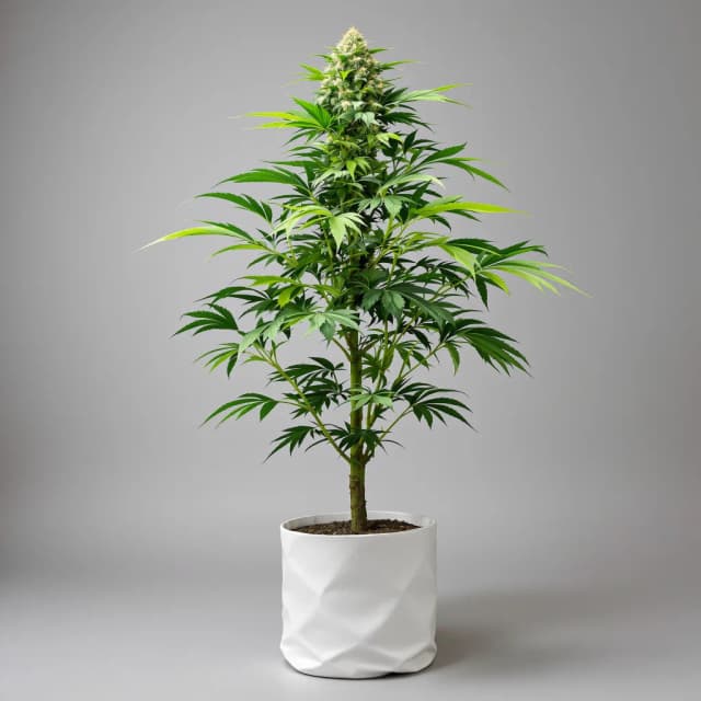 Embalaje de semillas de cannabis Tuna Kush — Royal King Seeds España