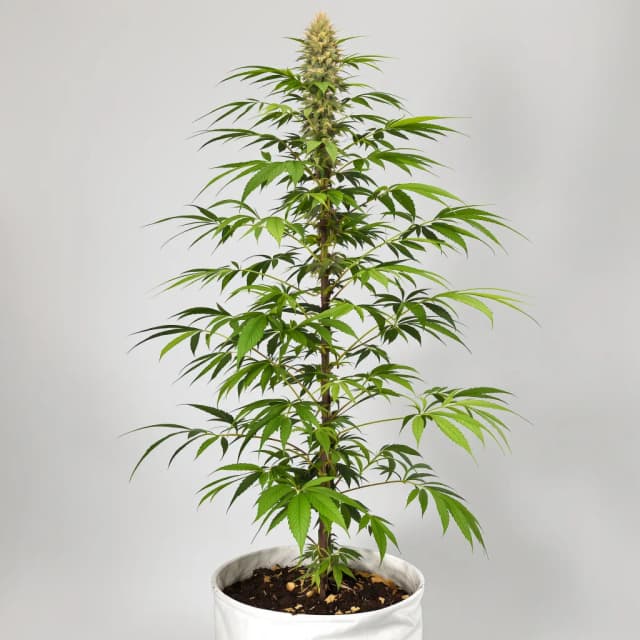 Embalaje de semillas de cannabis Turbo Mind Warp — Royal King Seeds España