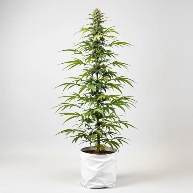 Embalaje de semillas de cannabis Turbo Mind Warp — Royal King Seeds España