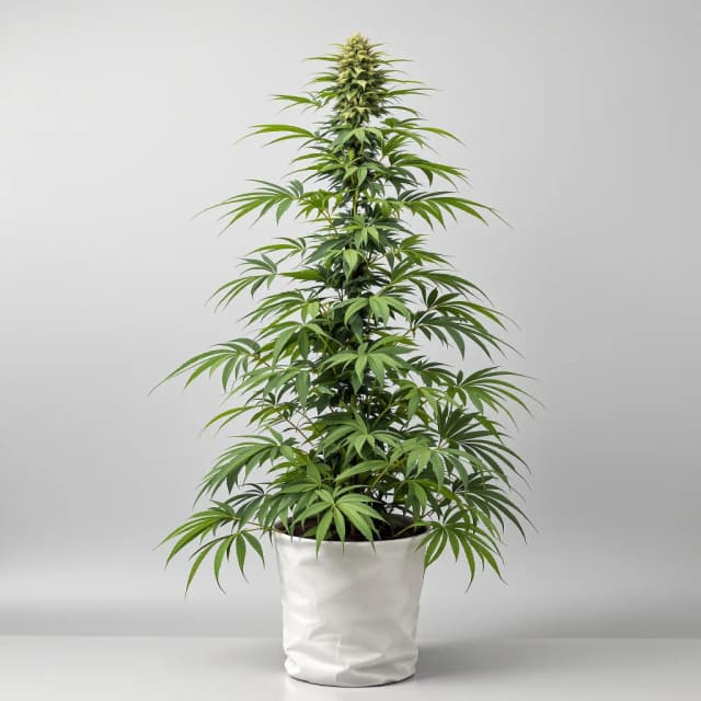Embalaje de semillas de cannabis Tutankhamon — Royal King Seeds España