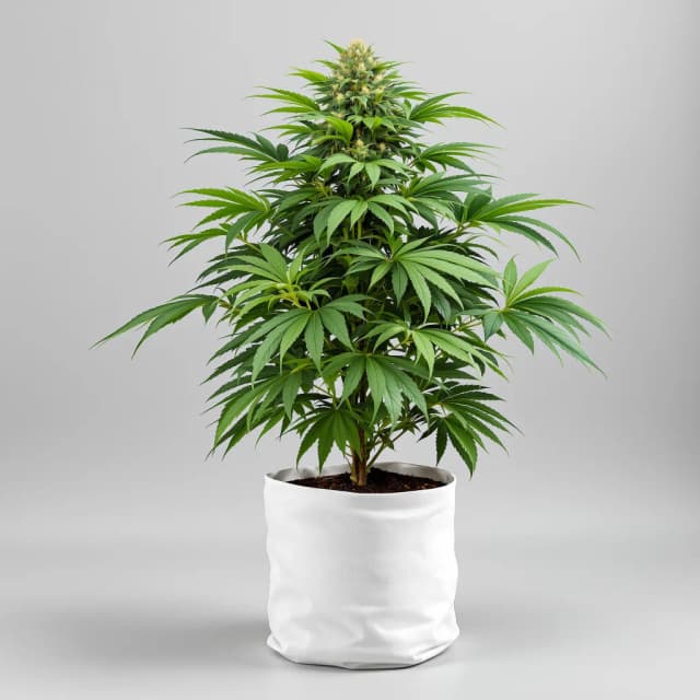 Embalaje de semillas de cannabis Tyson — Royal King Seeds España