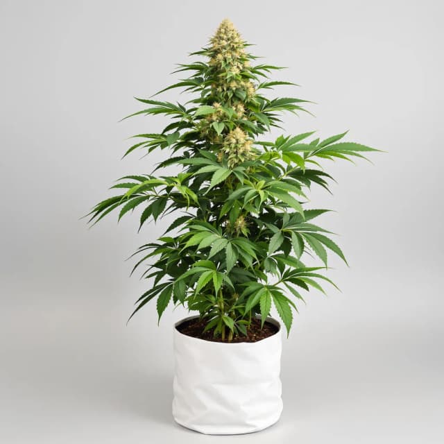 Embalaje de semillas de cannabis U2 Kush — Royal King Seeds España
