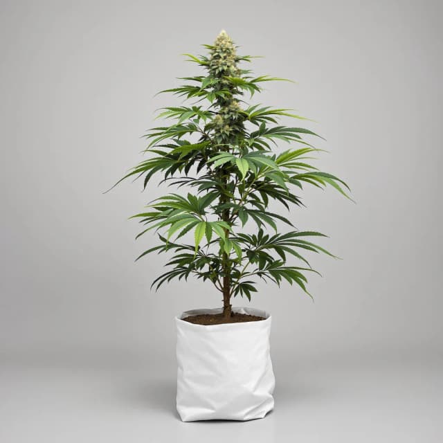Embalaje de semillas de cannabis U2 Kush — Royal King Seeds España