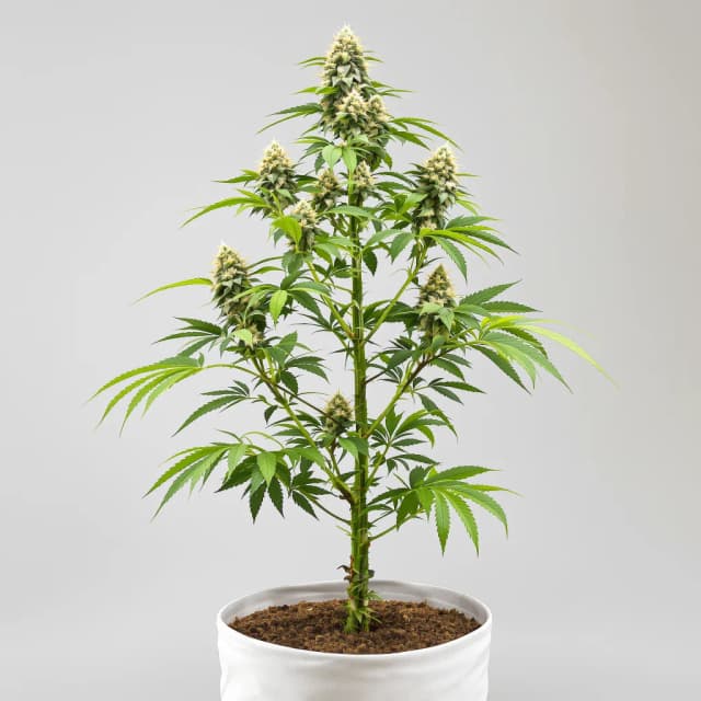 Embalaje de semillas de cannabis UK Cheese — Royal King Seeds España