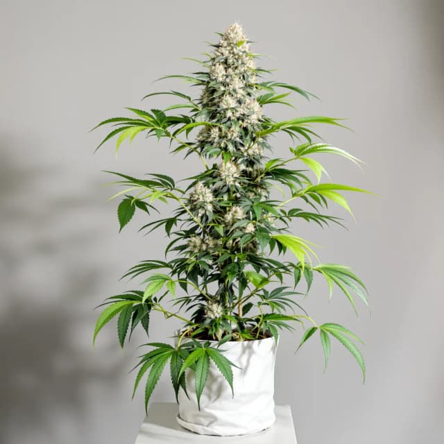 Embalaje de semillas de cannabis Venom OG — Royal King Seeds España