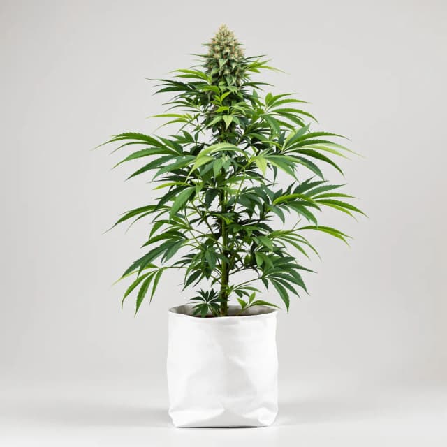 Embalaje de semillas de cannabis Violator Kush — Royal King Seeds España