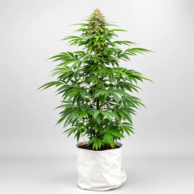 Embalaje de semillas de cannabis Watermelon Bubblegum — Royal King Seeds España
