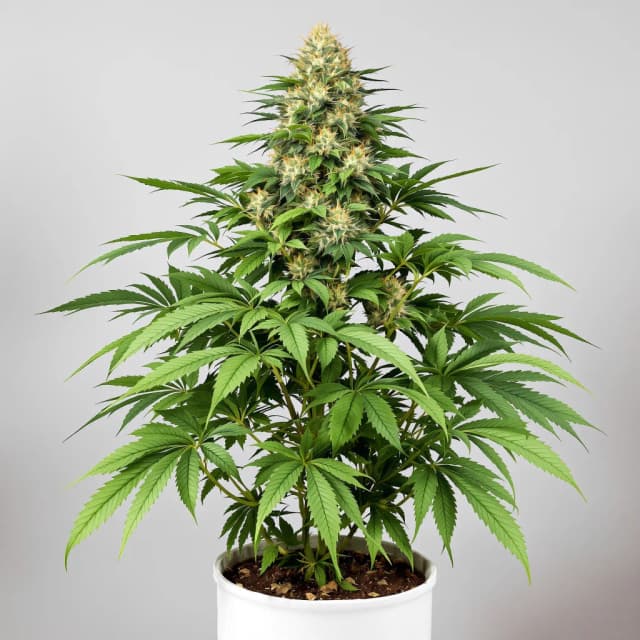 Embalaje de semillas de cannabis Wedding Pie — Royal King Seeds España