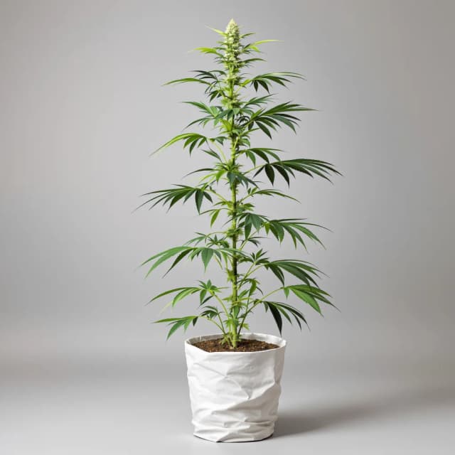 Embalaje de semillas de cannabis White Buffalo — Royal King Seeds España