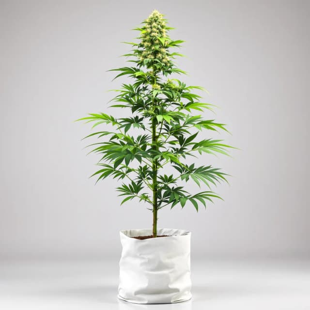 Embalaje de semillas de cannabis White Gold — Royal King Seeds España