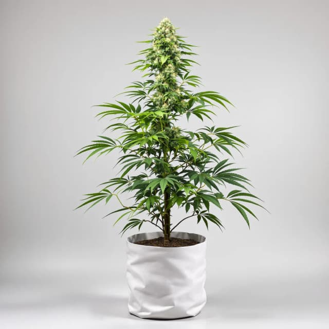 Embalaje de semillas de cannabis White Kush — Royal King Seeds España