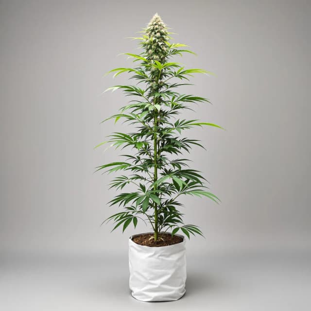 Embalaje de semillas de cannabis White Nightmare — Royal King Seeds España