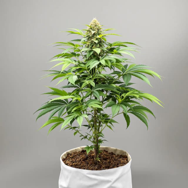 Embalaje de semillas de cannabis White Rhino — Royal King Seeds España