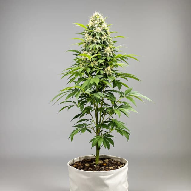 Embalaje de semillas de cannabis White Runtz — Royal King Seeds España