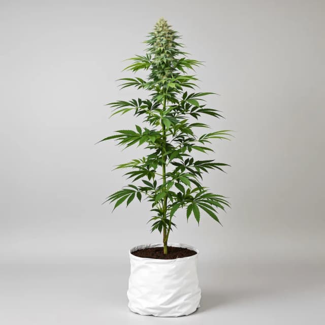 Embalaje de semillas de cannabis White Widow — Royal King Seeds España