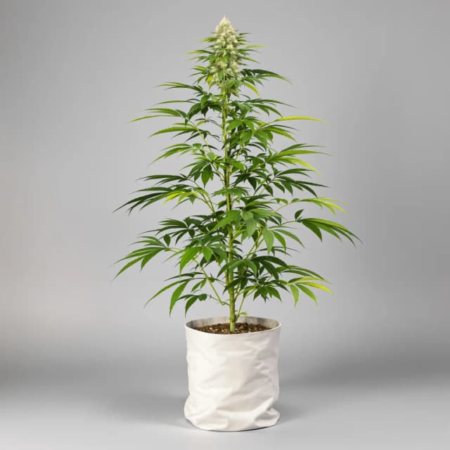 Embalaje de semillas de cannabis Whiteout — Royal King Seeds España