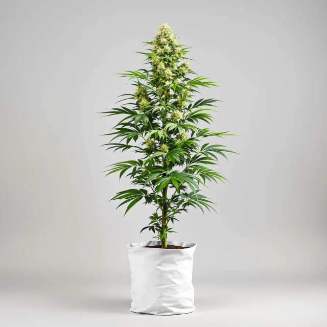 Embalaje de semillas de cannabis Wilson — Royal King Seeds España