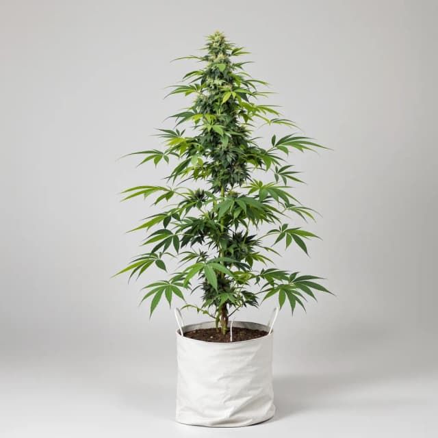 Embalaje de semillas de cannabis Wonder Woman — Royal King Seeds España