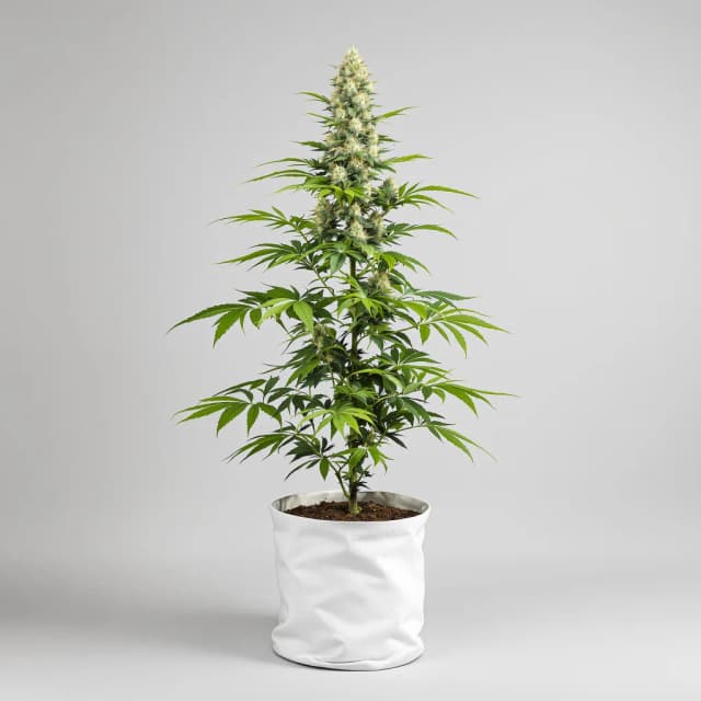 Embalaje de semillas de cannabis X-Files — Royal King Seeds España