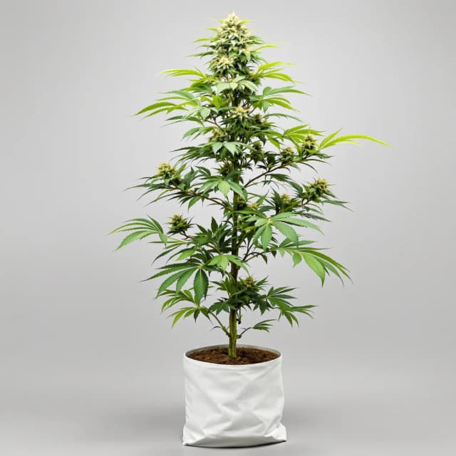 Embalaje de semillas de cannabis XJ-13 — Royal King Seeds España