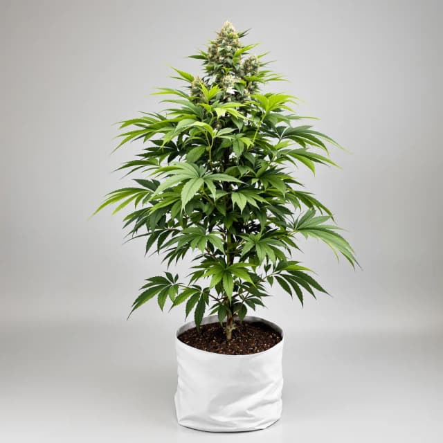 Embalaje de semillas de cannabis XXX 420 — Royal King Seeds España