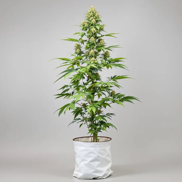 Embalaje de semillas de cannabis Yoda OG — Royal King Seeds España