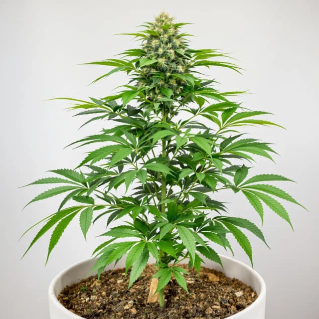 Embalaje de semillas de cannabis Yumboldt — Royal King Seeds España