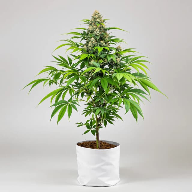Embalaje de semillas de cannabis Zen CBD — Royal King Seeds España