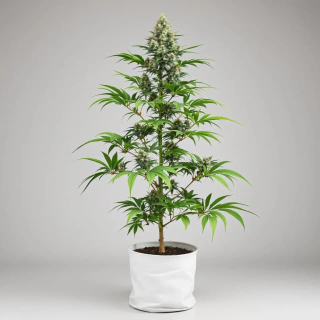 Embalaje de semillas de cannabis Zkittlez — Royal King Seeds España