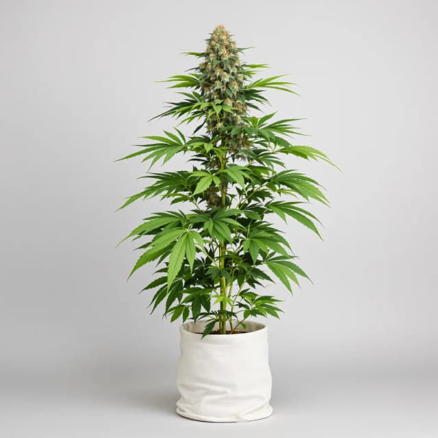 Embalaje de semillas de cannabis Zombie Kush — Royal King Seeds España