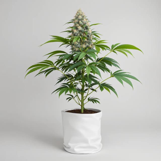 Embalaje de semillas de cannabis Zombie OG — Royal King Seeds España