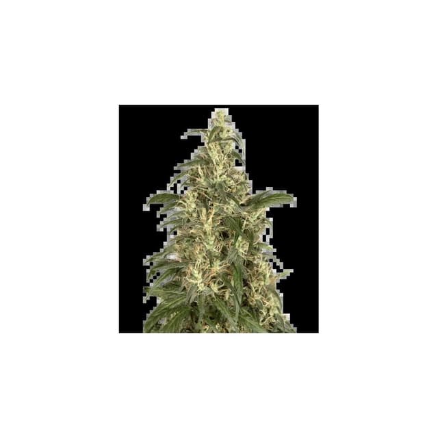 CBD Cream & Cheese Feminized