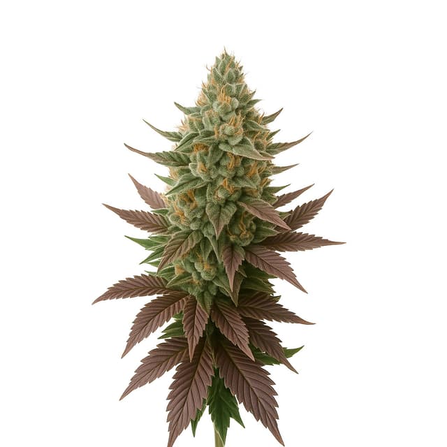 God's Green Crack Auto