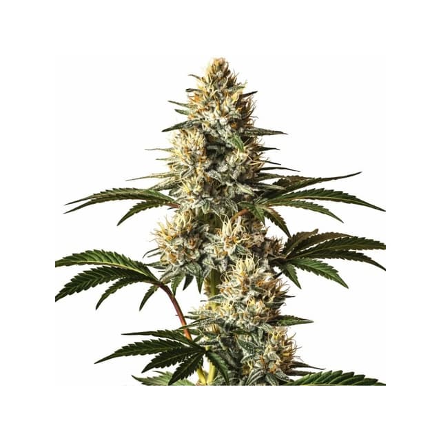 Embalaje de semillas de cannabis God’s Treat — Royal King Seeds España