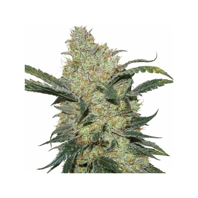 Embalaje de semillas de cannabis King’s Kush — Royal King Seeds España