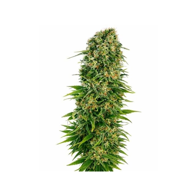 Embalaje de semillas de cannabis OG’s Pearl — Royal King Seeds España