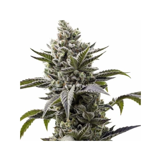 Embalaje de semillas de cannabis Scott's OG — Royal King Seeds España
