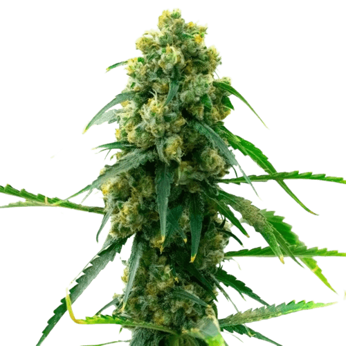 Embalaje de semillas de cannabis 3 Kings — Royal King Seeds España