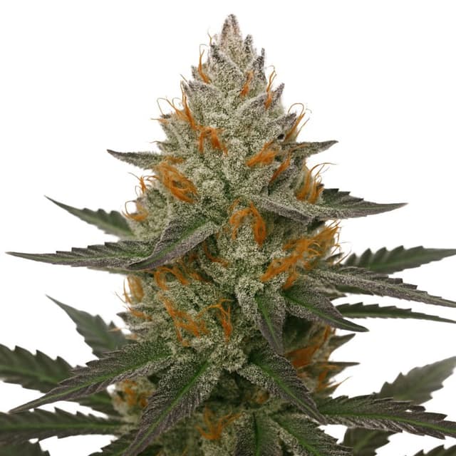 Embalaje de semillas de cannabis 41 Cherries — Royal King Seeds España