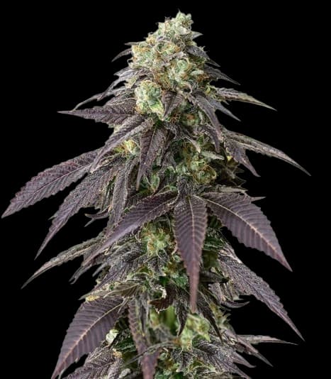 Embalaje de semillas de cannabis 707 Headband — Royal King Seeds España
