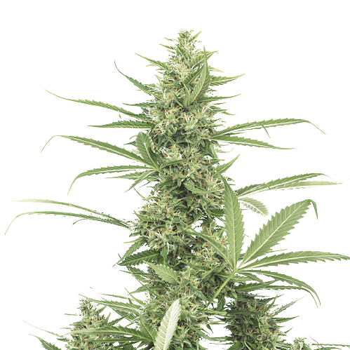 Embalaje de semillas de cannabis 8 Ball Kush — Royal King Seeds España