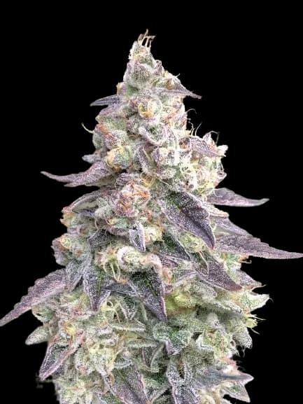 Embalaje de semillas de cannabis 9 Pound Hammer — Royal King Seeds España
