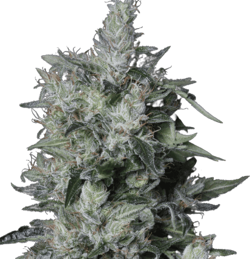 Embalaje de semillas de cannabis A-Train — Royal King Seeds España