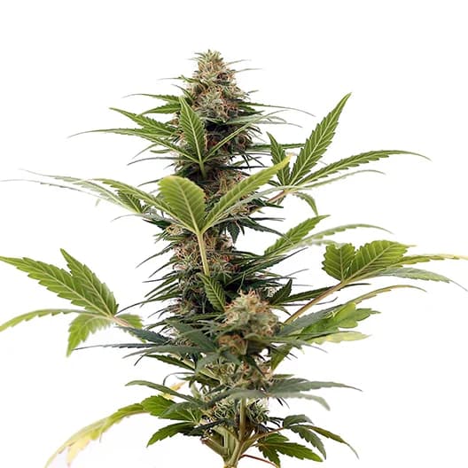 Embalaje de semillas de cannabis Aberdeen — Royal King Seeds España